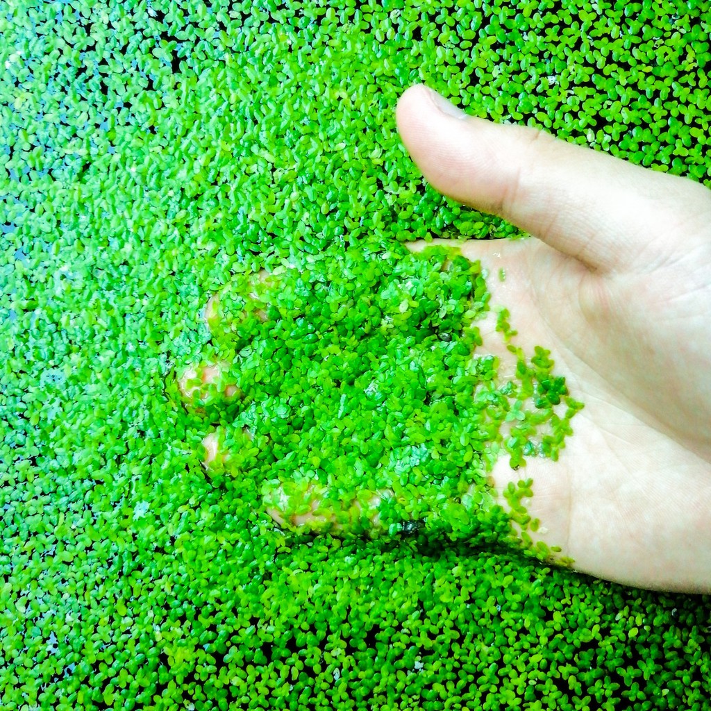 How To Grow Duckweed Fast