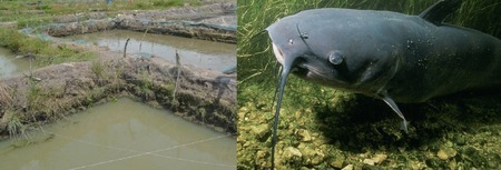 https://marywilfarms.com.ng/Catfish-in-earthen-pond