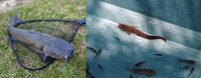 https://marywilfarms.com.ng/catfish-in-concrete-pond