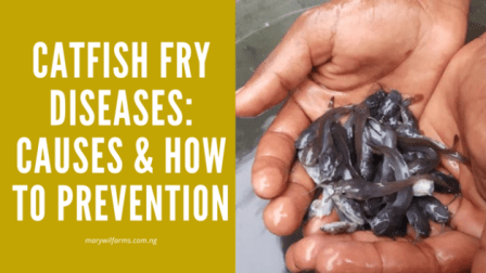 https://marywilfarms.com.ng/Catfish Fry Diseases Causes & How To Prevent Them