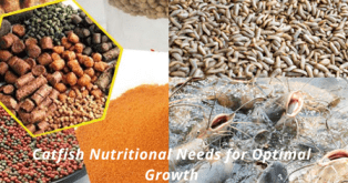 https://marywilfarms.com.ng/Catfish Nutritional Needs