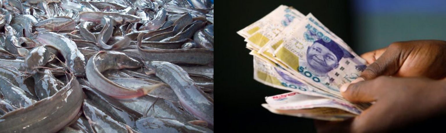 How-to-Sell-Catfish