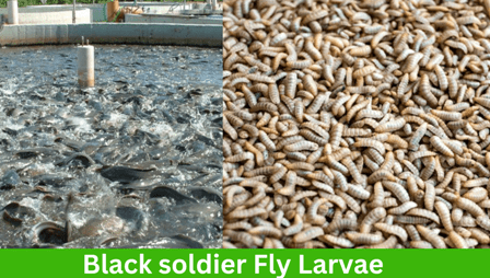 black soldier flies for catfish feed