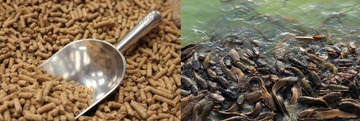 cost-feeding-1000-catfish