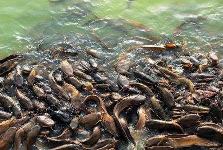 https://marywilfarms.com.ng/make profit in fish farming