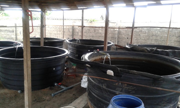 https://marywilfarms.com.ng/stocking density of catfish in plastic tanks