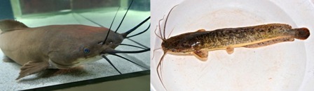 https://marywilfarms.com.ng/Difference between Clarias and Heterobranchus catfish
