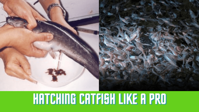 https://marywilfarms.com.ng/Hatching Catfish