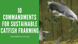 https://marywilfarms.com.ng/Sustainable Catfish Farming in Nigeria