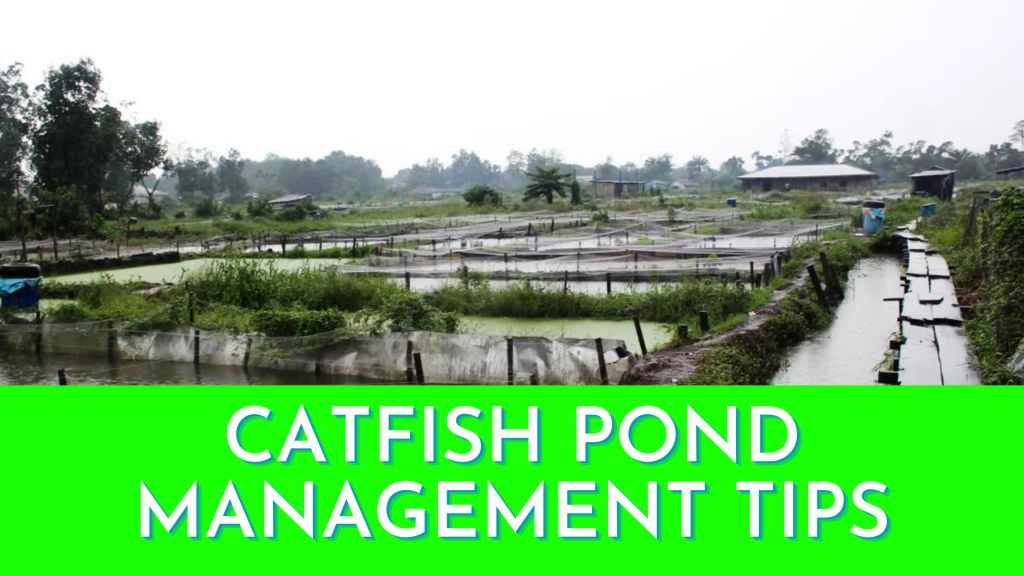 https://marywilfarms.com.ng/CATFISH POND MANAGEMENT