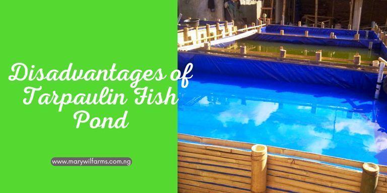 https://marywilfarms.com.ng/Disadvantages of Tarpaulin fish pond
