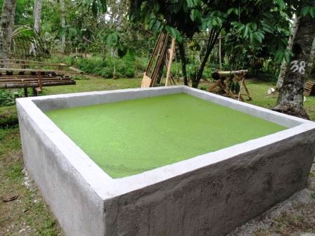 https://marywilfarms.com.ng/How To Grow Duckweed In Catfish Pond