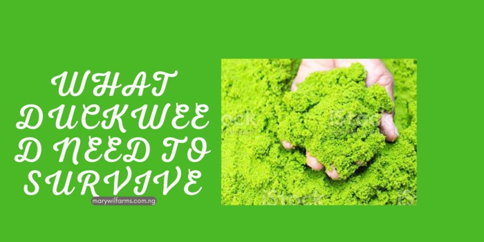 What-duckweed-need-to-survive