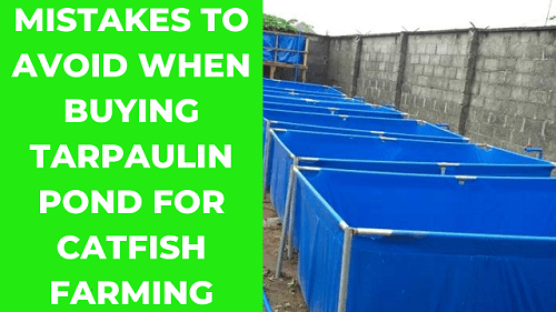 mistakes when buying tarpaulin pond