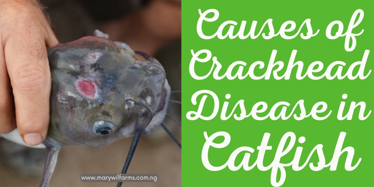 Crackhead disease in catfish