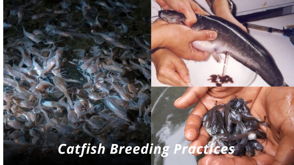 https://marywilfarms.com.ng/catfish breeding practices